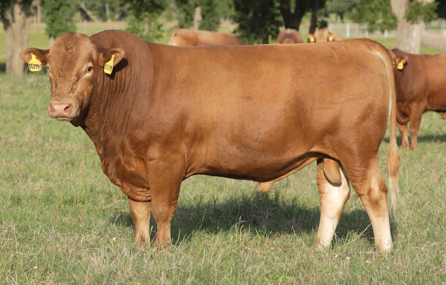 Brown Beef Cow